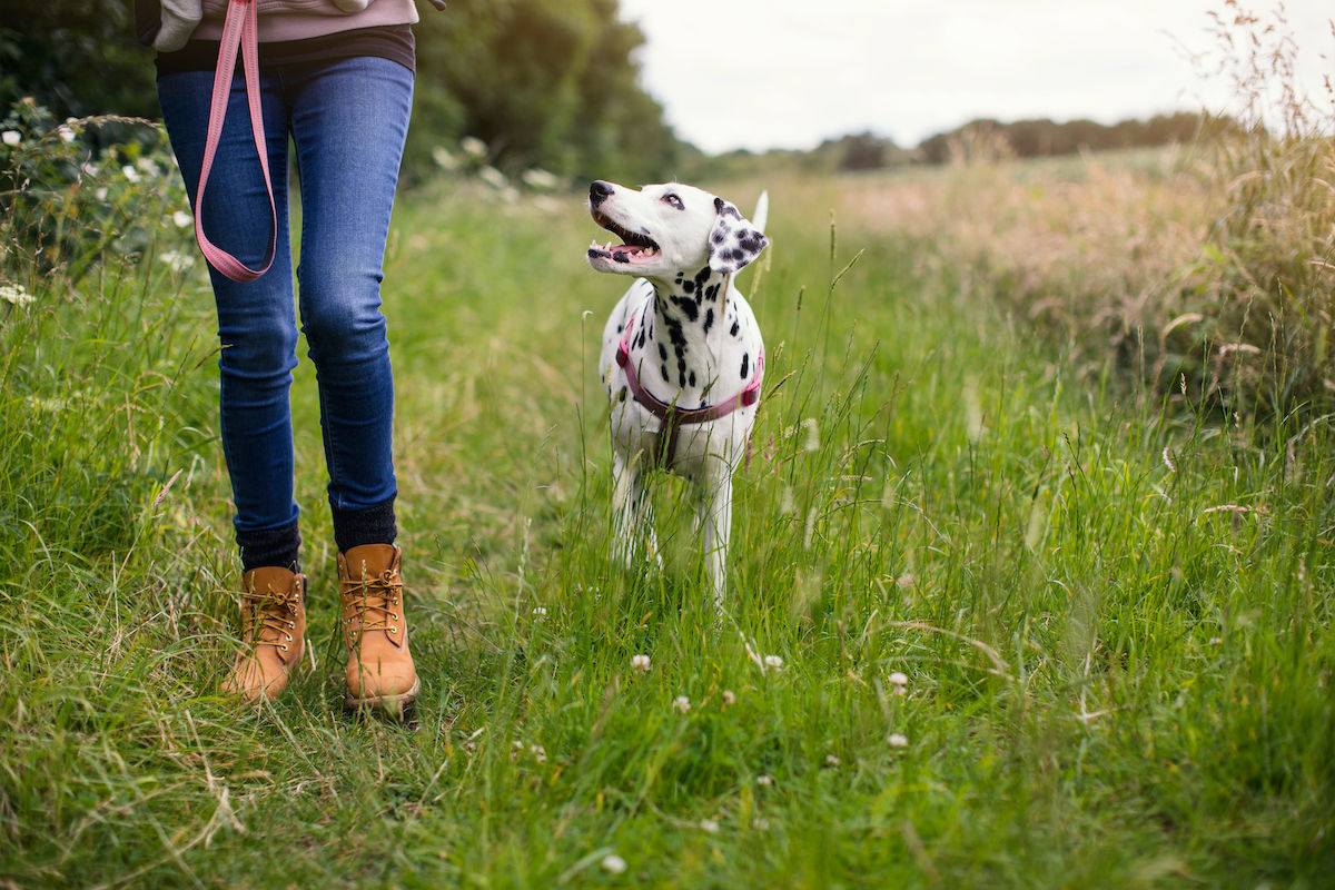 Illustration. Un chien tenu en laisse. Développer les ventes de MaxiZoo.